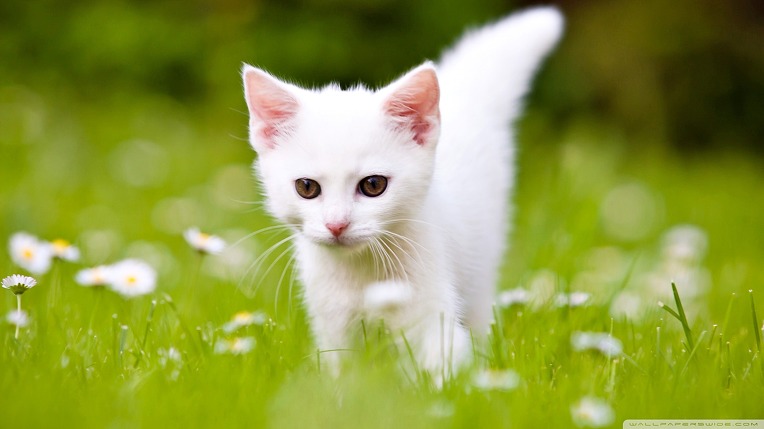 cute_white_kitten-wallpaper-1920x1080.jpg