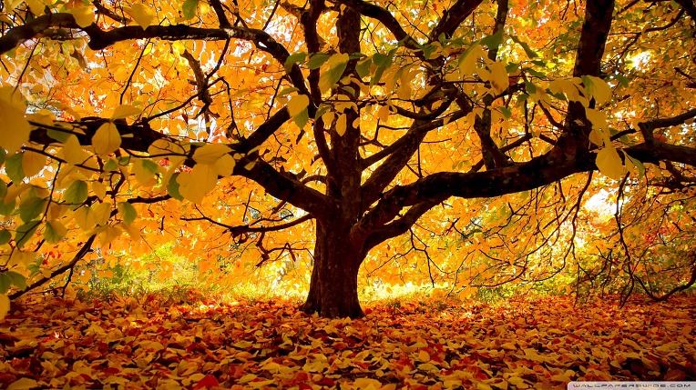 autumn_colours_under_the_tree-wallpaper-1920x1080.jpg