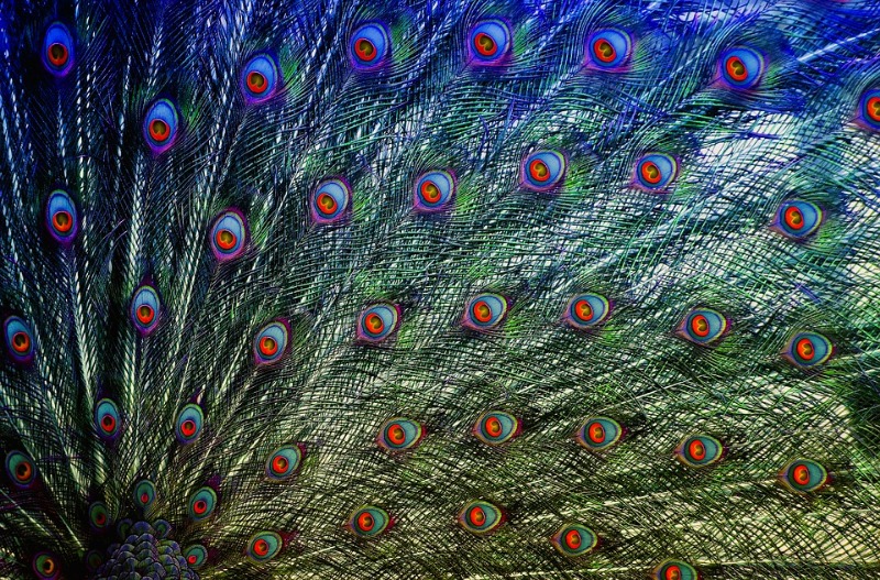 peacock-feathers-4010205_960_720.jpg