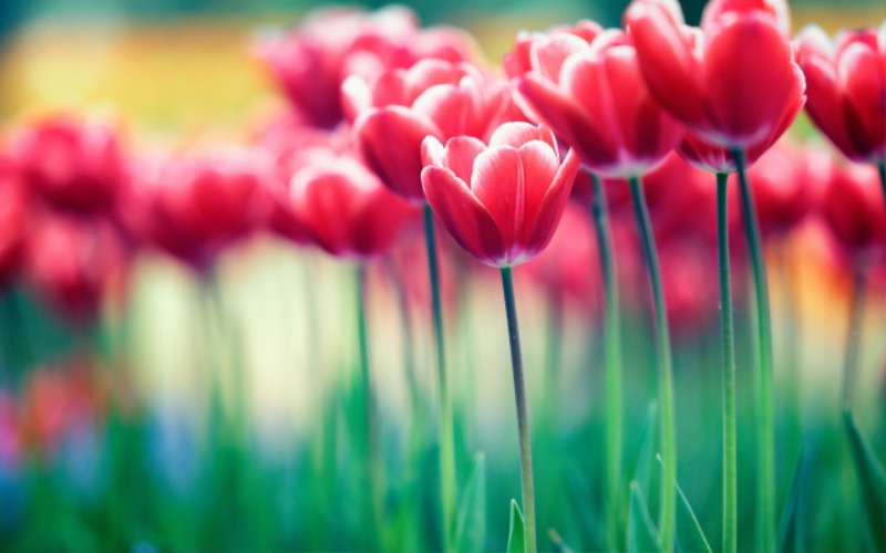 Red-flowers-tulips-bokeh_2560x1600.jpg
