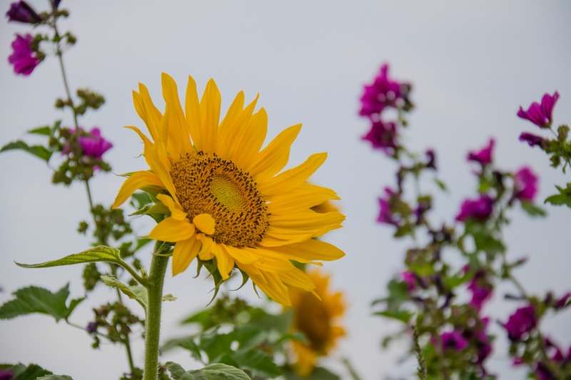 flower_field_denmark_sunflower_blomma_danmark_geolocation_solros-462553.jpg